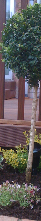 Balau Decking