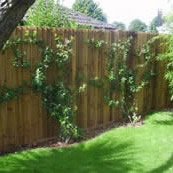 Handmade Close-board Fencing with Jasmin Climbers