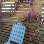 Horizontal Trellis with Jasmine Climber