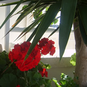 Summer Terrace Planter